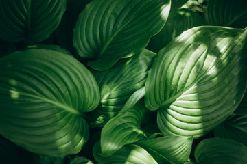 abstract background with green leaves