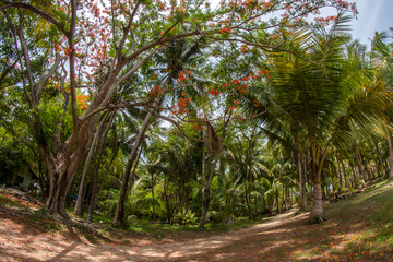 Beautiful tall trees reach for the sky