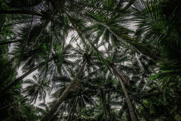 Obraz premium pine needles background