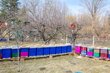 Gardener is cutting branches, pruning fruit trees with pruning shears in apiary