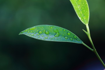 dew on leaf