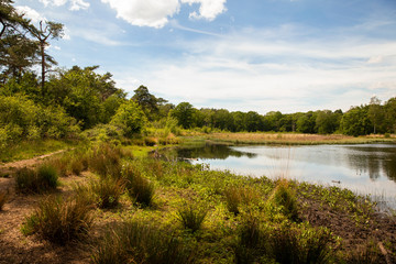 Dutch nature, a lake or fen surrounded by trees and greenery at the Leenderheide in Eindhoven on a very sunny day with a blue sky horizontal