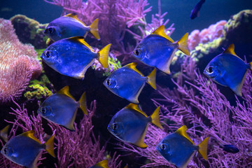 Fototapeta na wymiar Swarm of Monodactylus argenteus sea aquarium fish in saltwater tank