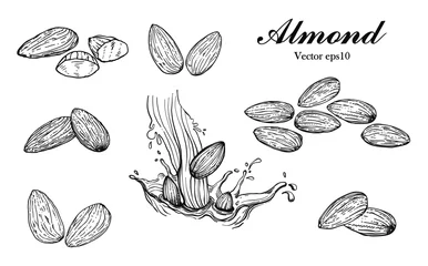 Fotobehang Illustration hand drawn sketch, Set Almond seeds and almond milk, on white background, outline monochrome ink style for artwork, logo, packaging vector eps10. © JUNE
