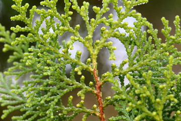 white flowers on the tree