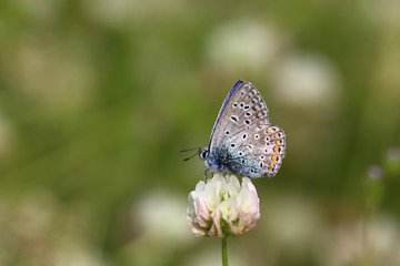 Farfalla Macro 