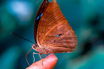Closeup beautiful butterfly in a summer garden