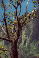 Fototapeta premium Na Pali Küste Hawaii 