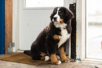 A beautiful cute small puppy Bernese mountain dog looking to the left and sitting on a doormat in...