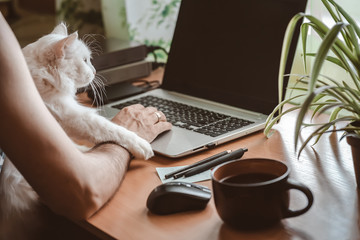 A man with a laptop works in a home office during quarantine. Fluffy white domestic cat sitting on...