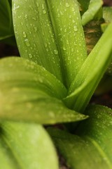 Beautiful green plant with dew in the garden