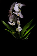 white orchid plant with dark background