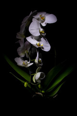 white orchid plant with dark background