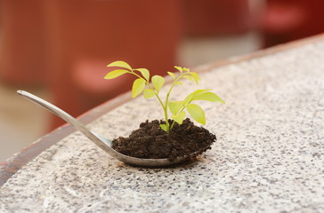 seedling in a pot