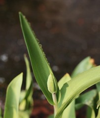 Green Tulip with dew in the garden