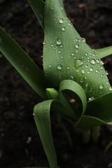 Green Tulip with dew in the garden