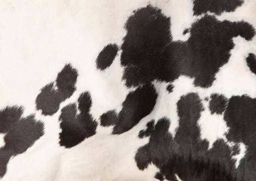 black and white pattern on cowhide