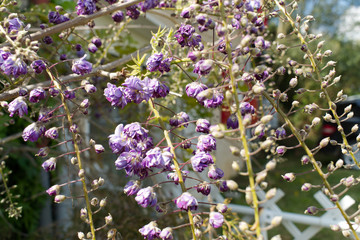 Merveilleuse glycine au printemps qui répand ses grappes tout le long de ses branchages divine...
