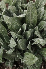 Beautiful green plant with dew in the garden