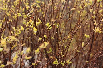 Bushes with green sprouts in the garden