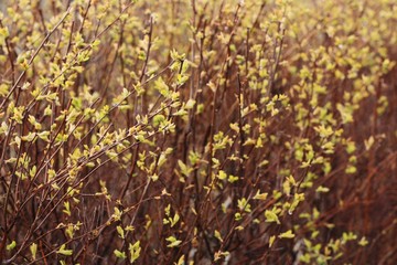 Bushes with green sprouts in the garden