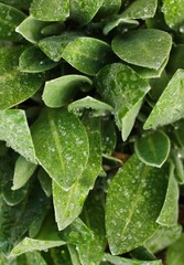 Fototapeta premium Beautiful green plant with dew in the garden