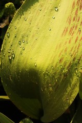 Beautiful green leaf plants with dew macro