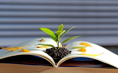 open book with flower