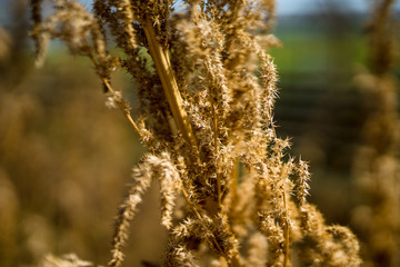 Susz. © Michał Magiera