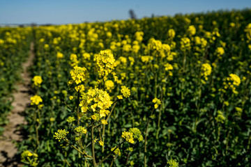 Obraz premium Pole rzepaku.