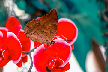 Closeup beautiful butterfly in a summer garden