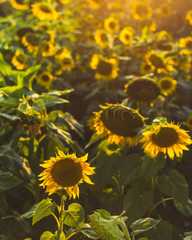 Fototapeta na wymiar A large field of bright yellow sunflowers reflect the soft setting sun from behind.