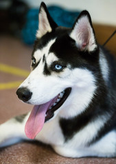 Siberian Husky Portrait of thoroughbred Siberian Husky dog