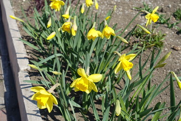 Almost opened yellow flowers and buds of narcissuses in April