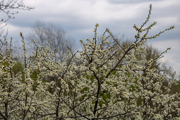 Landscape of blooming blackthorn against the sky.