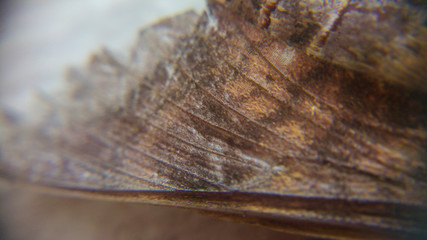 Macro of moth, South Africa