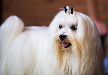 thoroughbred beautiful fluffy Maltese dog