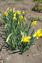 Fototapeta premium Closed buds and yellow flowers of narcissuses in April