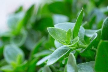 green, plant, leaf, nature, fresh, garden, herb, leaves, spring, growth, tea, macro, grass, tree, summer, white, closeup, natural, food, freshness, agriculture, foliage, isolated, flora, close-up