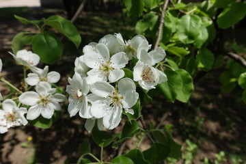 Bunch of white flowers of pear tree in April