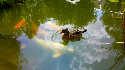 Duck floating on pond above Koi fish with sun reflecting across surface.

