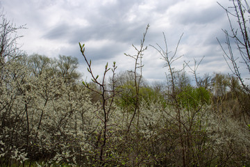 Landscape of blooming blackthorn against the sky.