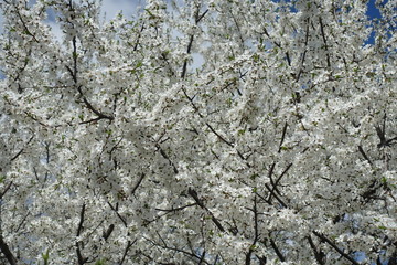 Backdrop - white flowers of blossoming plum tree in April