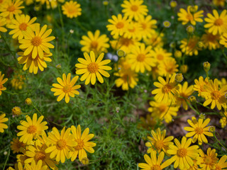 Lovely yellow flowers (Beautiful yellow flowers)