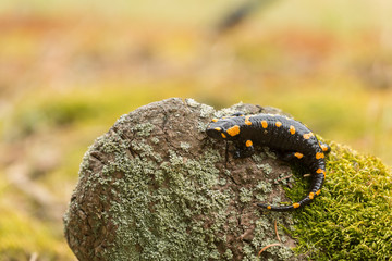  Fire Salamander, Salamandra salamandra, spotted amphibian on the green moss. Widlife scenery