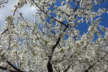 Big quantity of white flowers of plum tree against blue sky in April