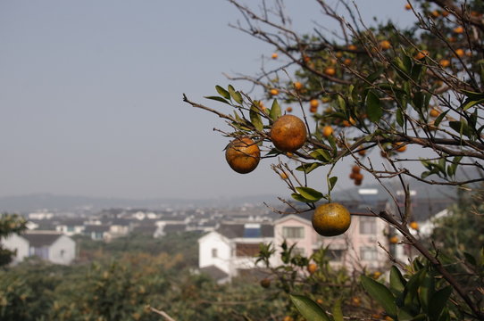 mandarinier