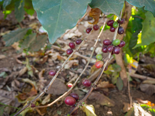 Cherry coffee beans of coffee, green coffee, Arabica coffee Thailand.