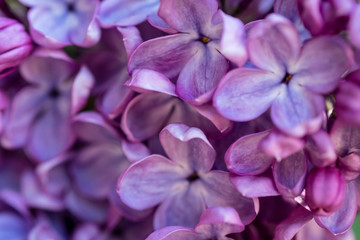 close up of purple flower