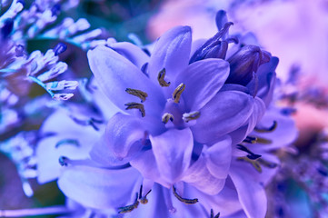 Beautiful purple flowers of delicate shades.  Natural floral background. Close-up.
Macro photography. Floral design 